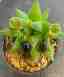 Pendientes cristal Berenjena
