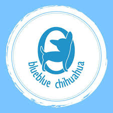 Blue Blue Chihuahua